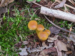 Gliophorus
