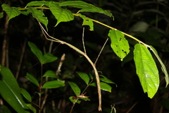 Phanocloidea muricata