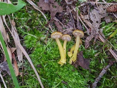 Gliophorus