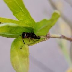 Euodynerus pratensis