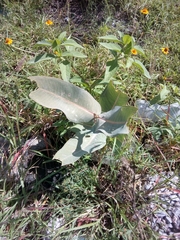 Asclepias glaucescens