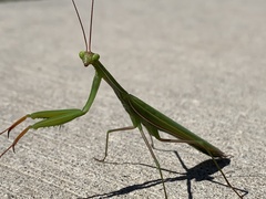 Mantis