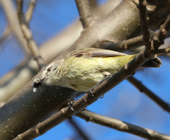 Acanthiza chrysorrhoa