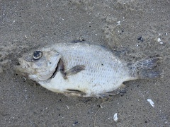 Ambloplites rupestris