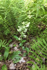 Platanthera orbiculata