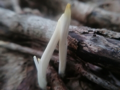 Clavaria fragilis