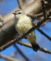 Acanthiza chrysorrhoa