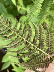 Athyrium angustum