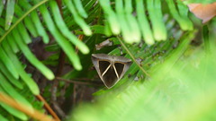 Chalciope mygdon