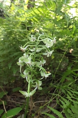Platanthera orbiculata