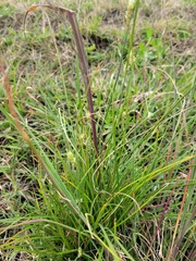 Carex inversa