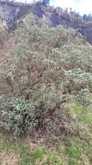Olearia × macrodonta