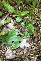 Platanthera orbiculata