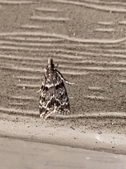 Eudonia heterosalis