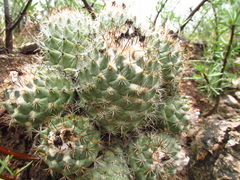 Coryphantha durangensis cuencamensis