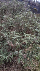 Olearia × macrodonta