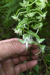 Platanthera orbiculata