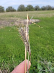 Dichanthium sericeum