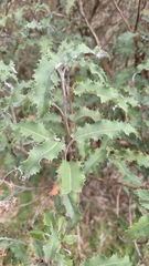 Olearia × macrodonta