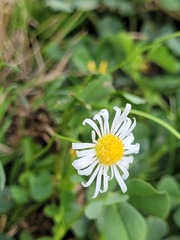 Brachyscome dentata