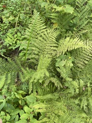 Athyrium angustum
