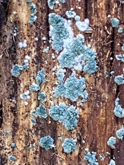 Trichoderma viride