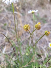 Brachyscome dentata