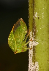 Stictocephala bisonia