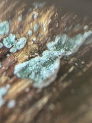Trichoderma viride
