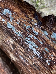 Trichoderma viride