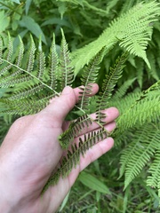 Athyrium angustum