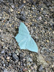 Maxates centrophylla