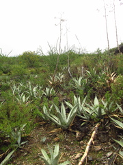 Agave asperrima zarcensis