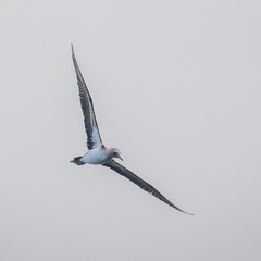 Sula nebouxii excisa