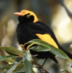 Sericulus chrysocephalus