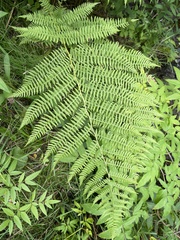 Athyrium angustum