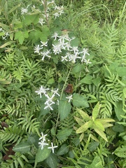Clematis terniflora