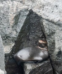 Arctocephalus galapagoensis