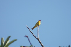 Sicalis flaveola flaveola