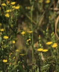Bradburia pilosa