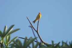 Sicalis flaveola flaveola