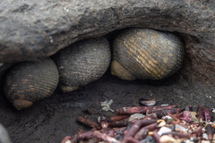 Nerita scabricosta