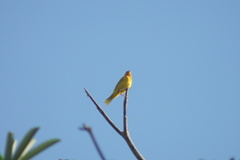 Sicalis flaveola flaveola