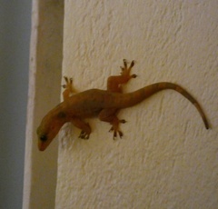 Aristelliger praesignis