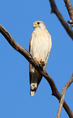 Falco cenchroides