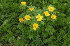 Trollius ranunculinus