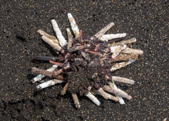 Eucidaris galapagensis