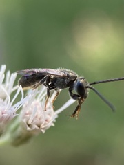 Lasioglossum fuscipenne