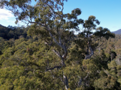 Eucalyptus viminalis