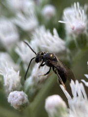Lasioglossum fuscipenne